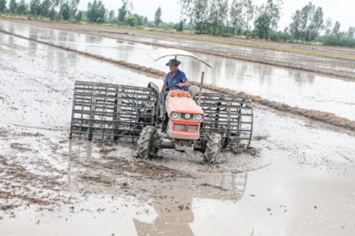 Áp dụng các biện pháp đồng bộ 
để có vụ mùa ăn chắc