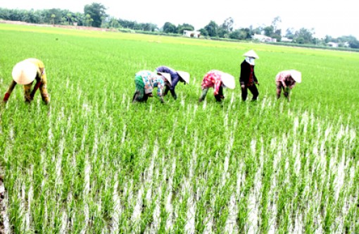 Diện tích gieo trồng lúa vụ thu đông có khả năng đạt gần 70.000ha