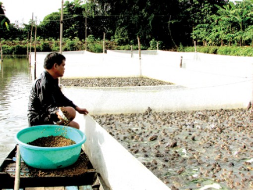 Hạn chế rủi ro được mùa, mất giá