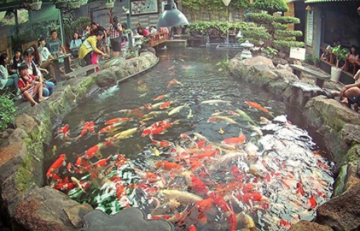 BroS - Độc đáo quán cà phê cá Koi