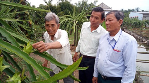 Triển vọng từ thanh long ruột đỏ