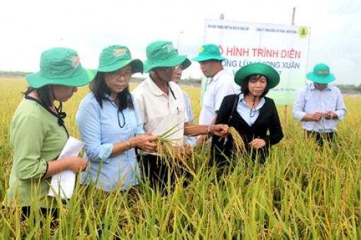 Hội thảo đầu bờ - đánh giá giống lúa Hương Xuân