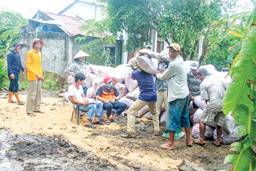 Lúa hè thu muộn bán được giá cao