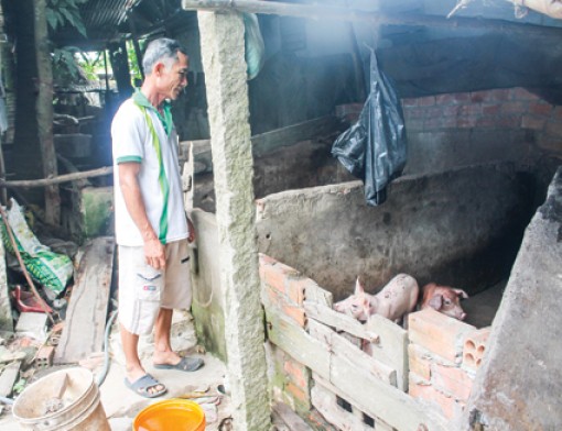 Giá heo hơi bao giờ khởi sắc?