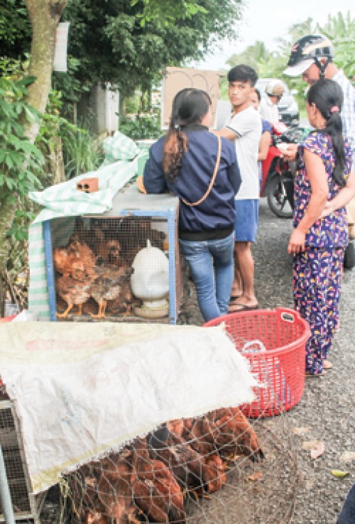 Giá gà công nghiệp ở mức thấp