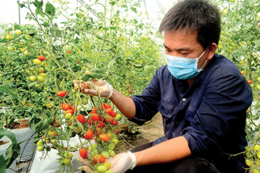 Nâng chất ngành nông nghiệp