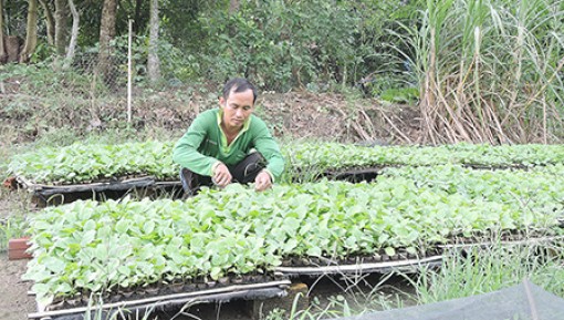 Nghề ươm cây giống