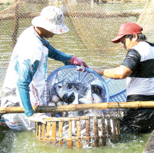 Tổ chức lại sản xuất theo hướng liên kết chuỗi