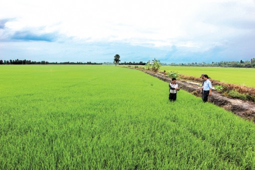 Giúp nông dân áp dụng triệt để quy trình “1 phải, 5 giảm”
