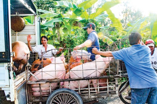 Giá heo hơi giảm mạnh sau đợt tăng ngắn