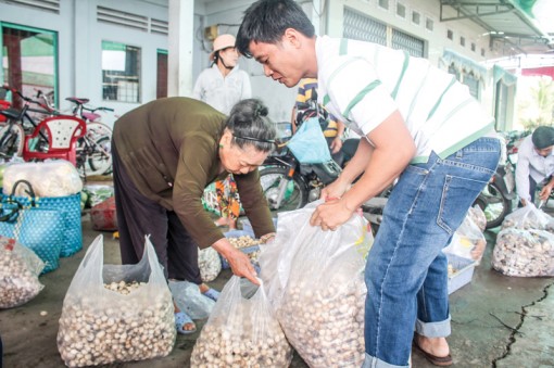 Nguồn cung tăng, giá nấm rơm giảm