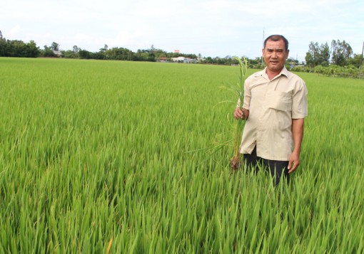 Thu nhập cao từ mô hình sản xuất lúa giống