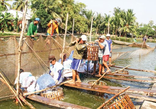 Nâng cao vị thế con cá tra trên thị trường