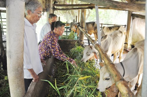 Giúp nông dân thoát nghèo bền vững