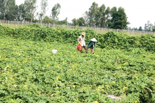 Nỗ lực bảo vệ sản xuất