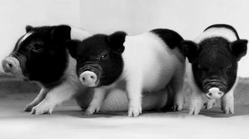 Đột phá mới trong nỗ lực ghép nội tạng heo cho người