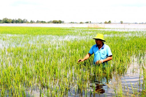An Giang - Nông dân An Phú gặt lúa xanh chạy lũ