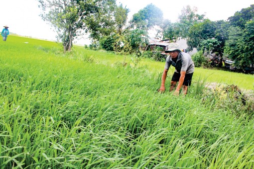Chủ động cùng nông dân ứng phó thời tiết