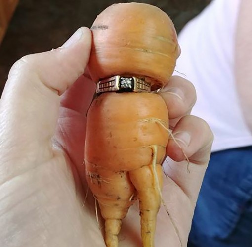 Củ cà rốt may mắn