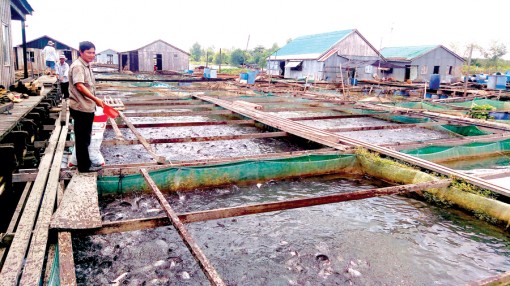 Đa dạng sản phẩm để tìm “đầu ra”