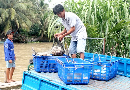 Trứng vịt tươi tăng giá
