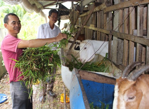 Nuôi dê, nuôi chồn hương làm giàu