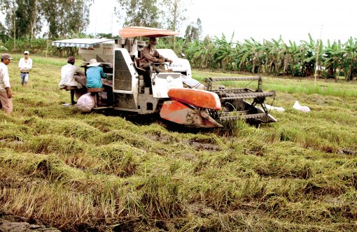 Thu hoạch lúa thu đông, mở đồng đón lũ