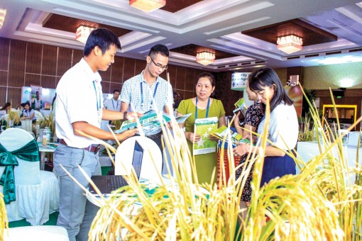 Tăng năng suất và chất lượng hạt gạo