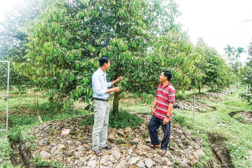 Lợi ích xử lý chất thải chăn nuôi làm phân bón