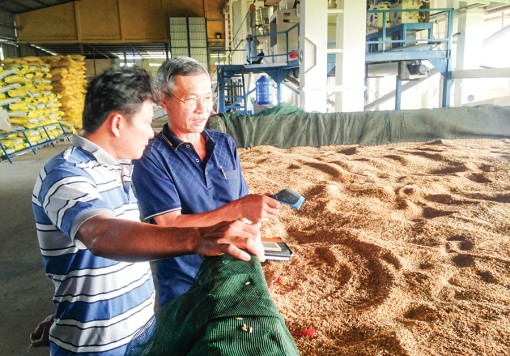 Giảm thiểu tác hại, tăng giá trị của trấu trong sản xuất lúa gạo