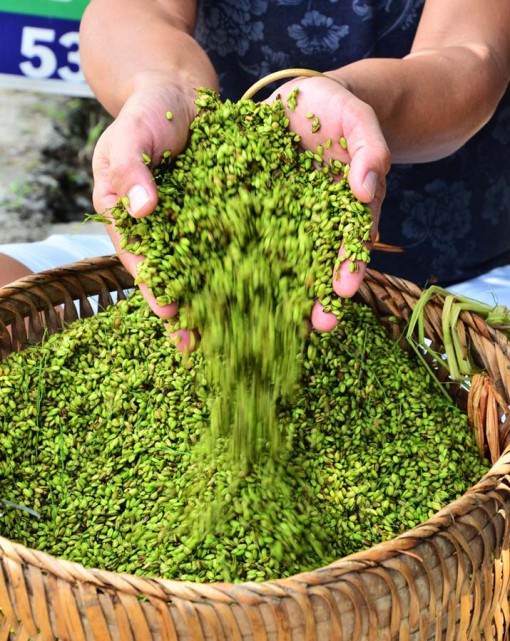 Mùa cốm xanh về…