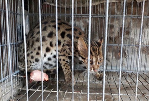 Người dân U Minh Thượng giao nộp mèo rừng