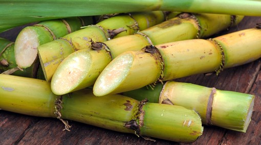 Octacosanol giúp đẩy lùi chứng mất ngủ do stress