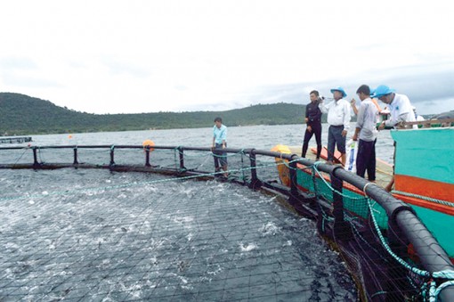 Nuôi cá công nghiệp trên vùng biển Phú Quốc