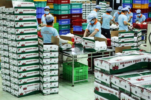 Lô thanh long đầu tiên của Việt Nam xuất khẩu sang Úc