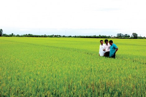 Hỗ trợ nông dân sản xuất lúa VietGAP