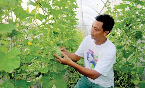 Sử dụng hiệu quả công nghệ tưới tiết kiệm cho rau màu