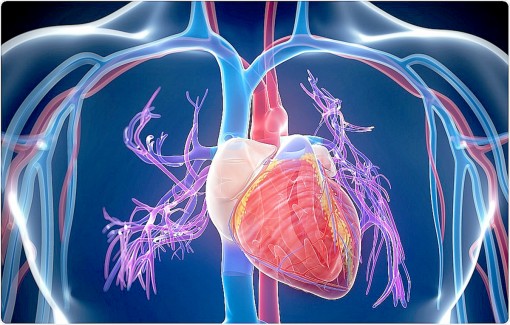 Nghiên cứu xác nhận tế bào gốc từ dây rốn có thể điều trị suy tim