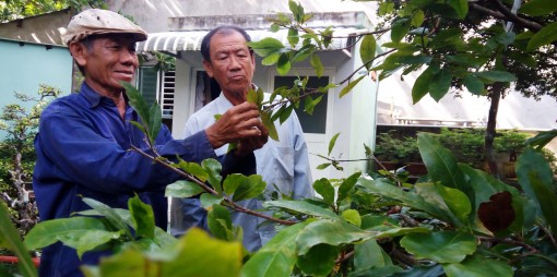 Mới Trung thu, mai vàng

miền Tây đã “ăn Tết”