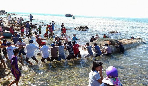 Phát hiện xác cá Ông ở vùng biển Nam Du