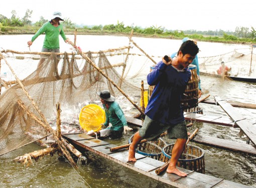 ĐBSCL: Giá cá tra nguyên liệu xuất khẩu tăng cao