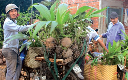 Bến Tre: Dừa giống hút hàng, giá tăng