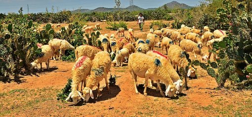 Hành trình du mục