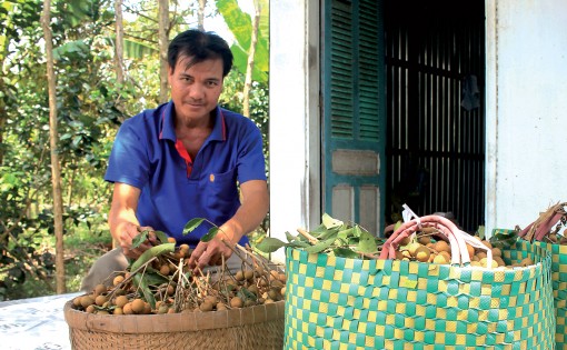 Nhãn IDO bán được giá cao