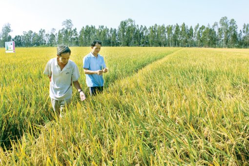 Xác định 7 liên kết trọng tâm cho vùng Tứ giác Long Xuyên