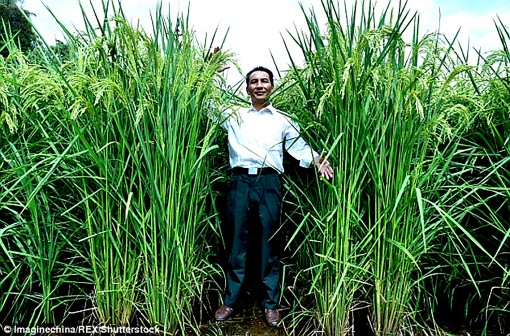 Trung Quốc trồng thành công giống lúa cao sản “khổng lồ”