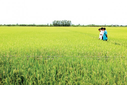 Nhân rộng mô hình lúa VietGAP