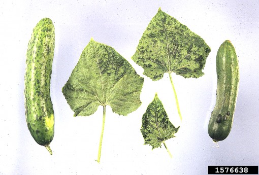 Điều chế vắc-xin ngừa nhiều bệnh nhờ dưa leo
