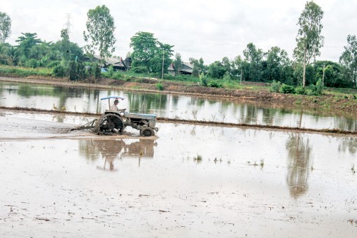 Chủ động nâng cao hiệu quả sản xuất lúa