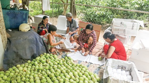 Bài cuối:  Từng bước xây dựng thị trường